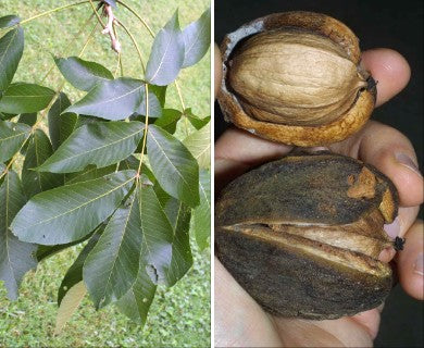 Kingnut Hickory Samen - Carya laciniosa