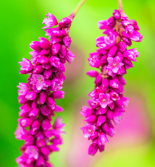 Kiss Me Over The Garden Gate Princess Feather Polygonum Orientale, Persicaria Orientalis Magenta Pink Flower Herb Seeds heirloom non-gmo organic garden seeds