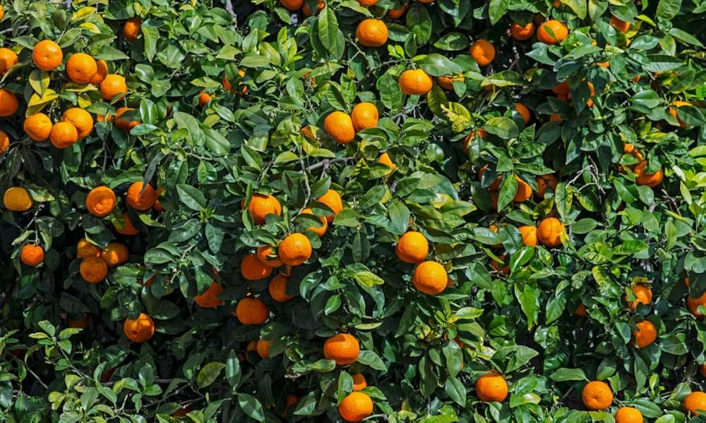 Bonsai Fruit Tree Seeds Kiwi Cherry Apple Orange for Unique Bonsai Gardens