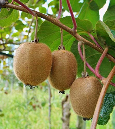 Kiwi Actinidia deliciosa Fruit Seeds for Planting in Garden