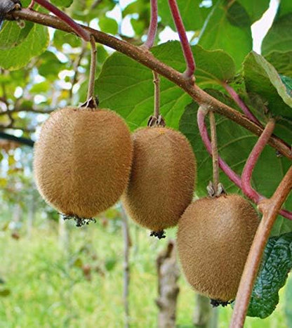 Kiwi Actinidia deliciosa Fruit Seeds for Planting in Garden