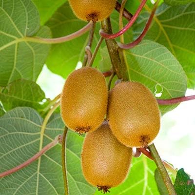 Kiwi Actinidia Deliciosa Fruit Seeds For Planting In Garden heirloom non-gmo organic garden seeds