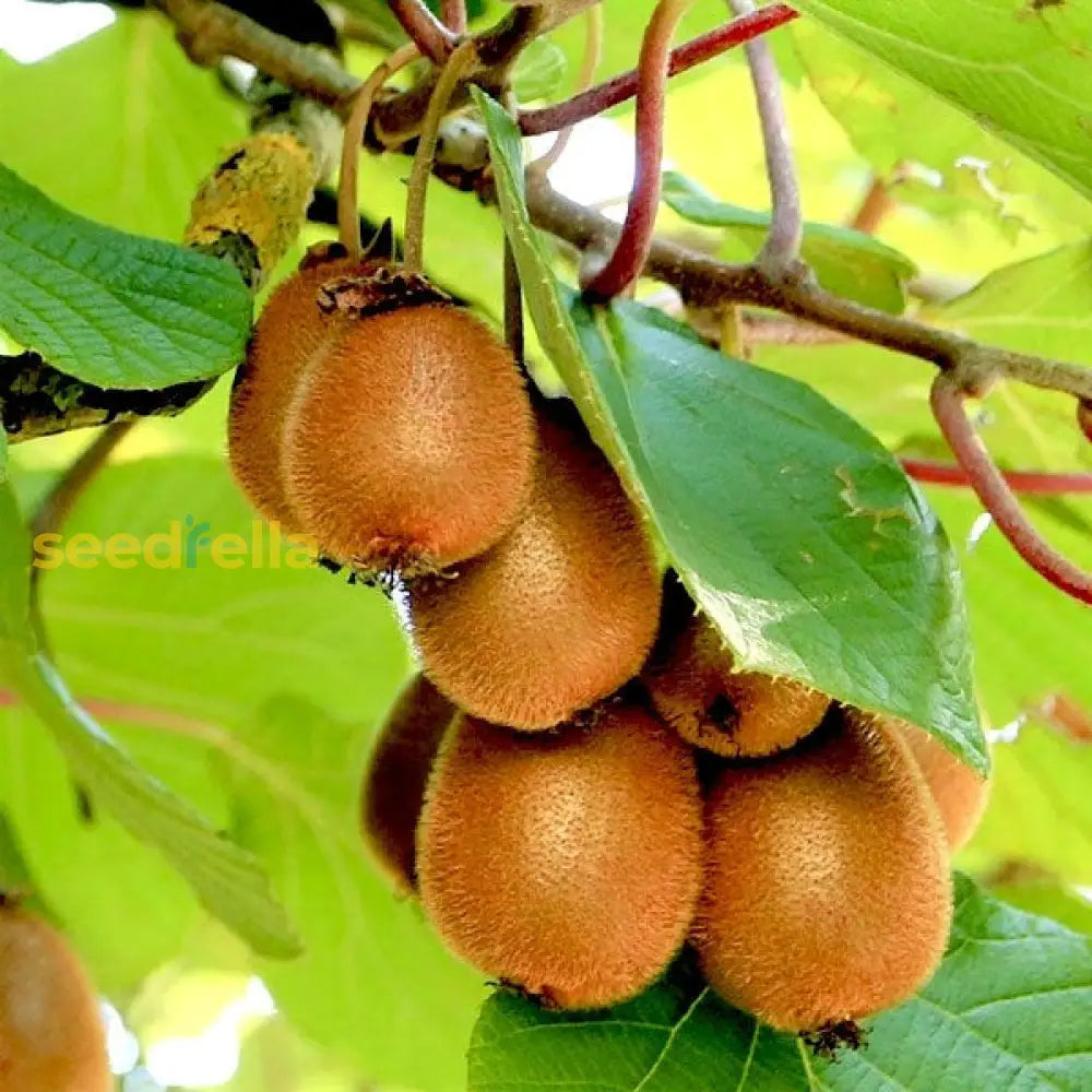 Green Kiwi Fruit Planting Seeds for Home Gardening | Grow Delicious Kiwi at Home