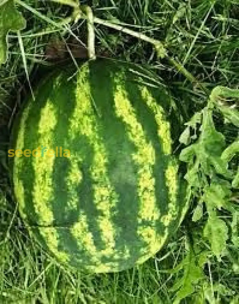 Klondike Watermelon Seeds For Planting Sweet & Juicy Melons heirloom non-gmo organic garden seeds