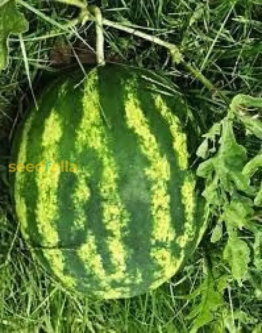 Klondike Watermelon Seeds For Planting Sweet & Juicy Melons heirloom non-gmo organic garden seeds