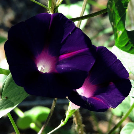 Black Morning Glory Flower Seeds