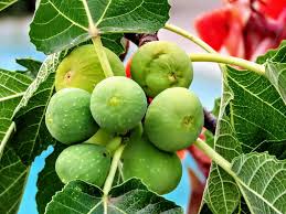 Kodota Fig Seeds For Planting Hardy Sweet Fruits heirloom non-gmo organic garden seeds