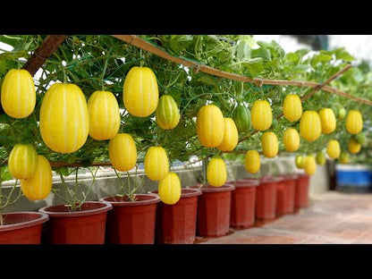 Korean Melon Cucumis melo Fruit Seeds for Planting in Garden
