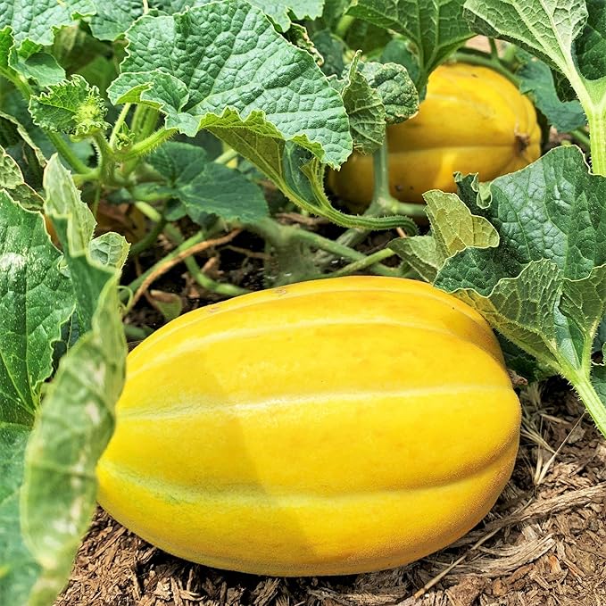 Korean Melon Cucumis melo Fruit Seeds for Planting in Garden