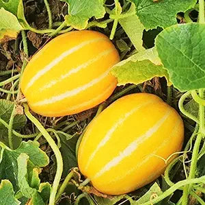Korean Melon Cucumis Melo Fruit Seeds For Planting In Garden heirloom non-gmo organic garden seeds