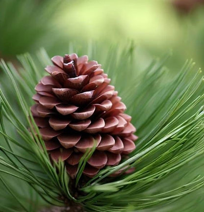 Korean Pine (Pinus koraiensis) Seeds