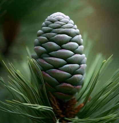 Korean Pine (Pinus koraiensis) Seeds