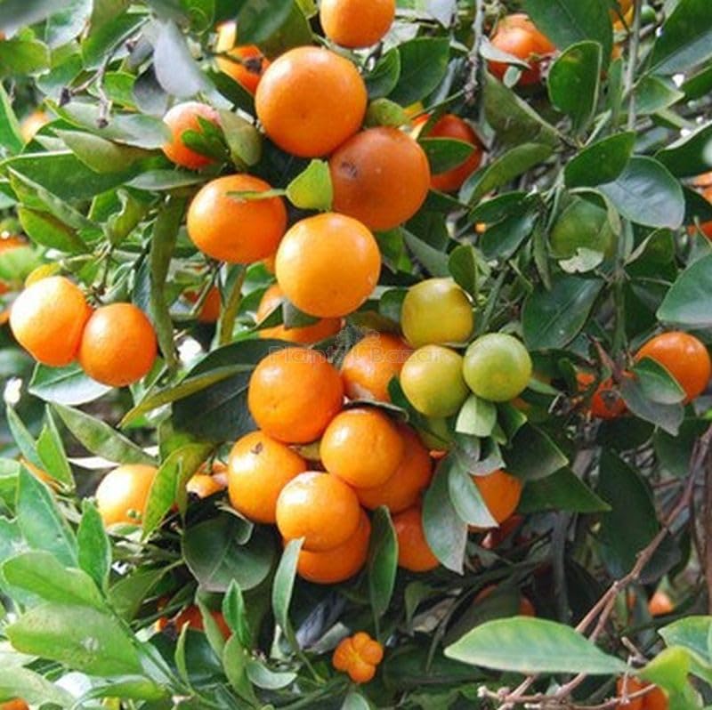 Kumquat Citrus Japonica Orange Fruit Seeds heirloom non-gmo organic garden seeds