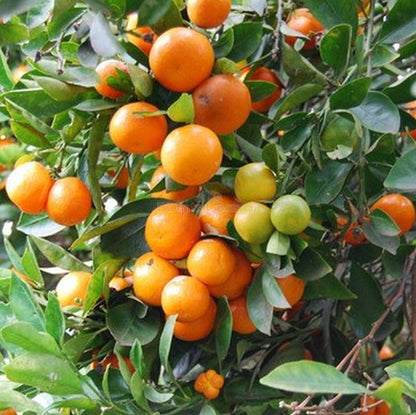 Kumquat Citrus Japonica Orange Fruit Seeds heirloom non-gmo organic garden seeds