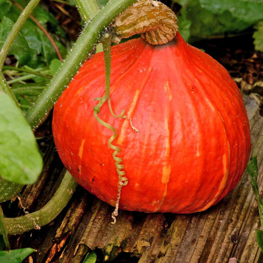 Red Kuri Squash Vegetable Seeds