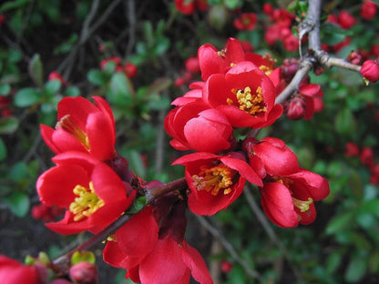 Kusa-Boke (Japanese Flowering) Quince Tree Seeds - Cydonia oblonga