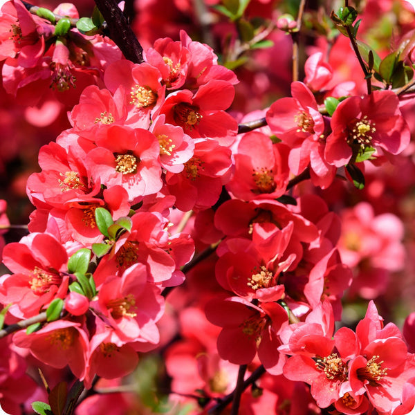 Kusa Boke Japanese Flowering Quince Tree Seeds Cydonia Oblonga heirloom non-gmo organic garden seeds