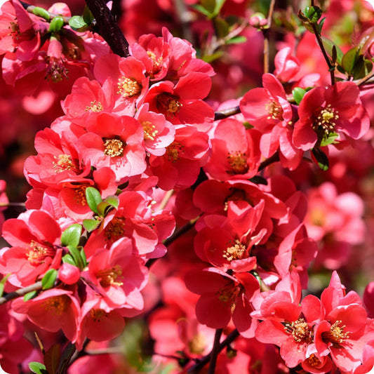 Kusa Boke Japanese Flowering Quince Tree Seeds Cydonia Oblonga heirloom non-gmo organic garden seeds