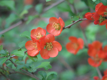 Kusa-Boke (Japanese Flowering) Quince Tree Seeds - Cydonia oblonga