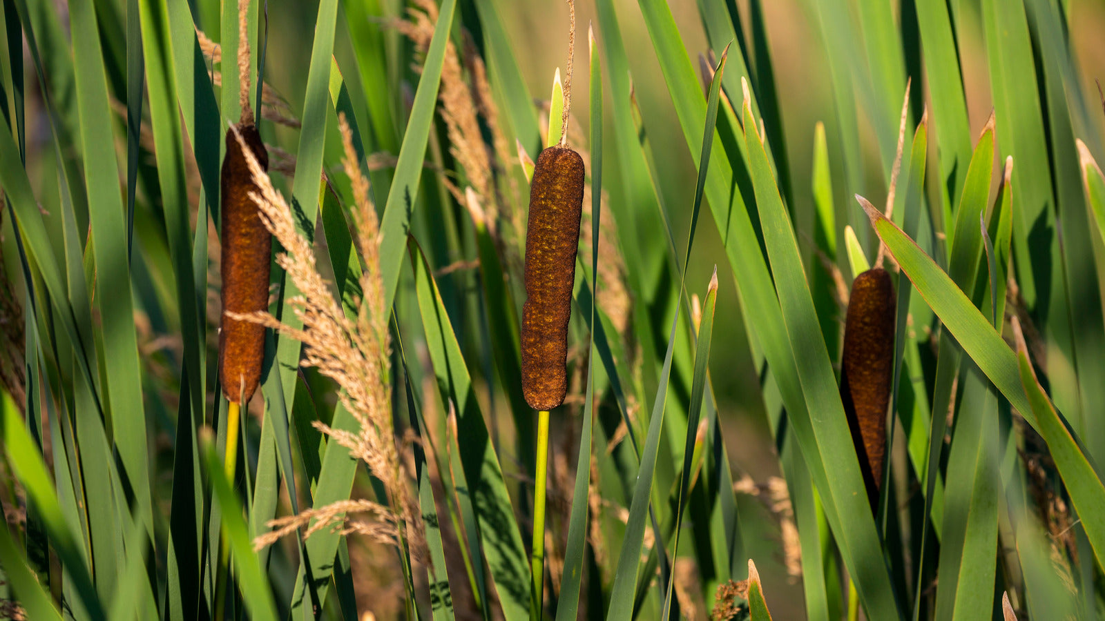 planting cattail seeds Cattail Plant Seeds for Planting – Heirloom, Non-GMO, Wetland Perennia – Pure Asia Seeds