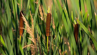 Cattail Plant Seeds