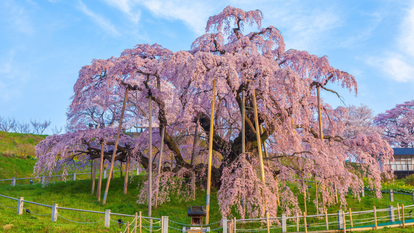 Dwarf Weeping Purple Pink Cherry Flower Seeds
