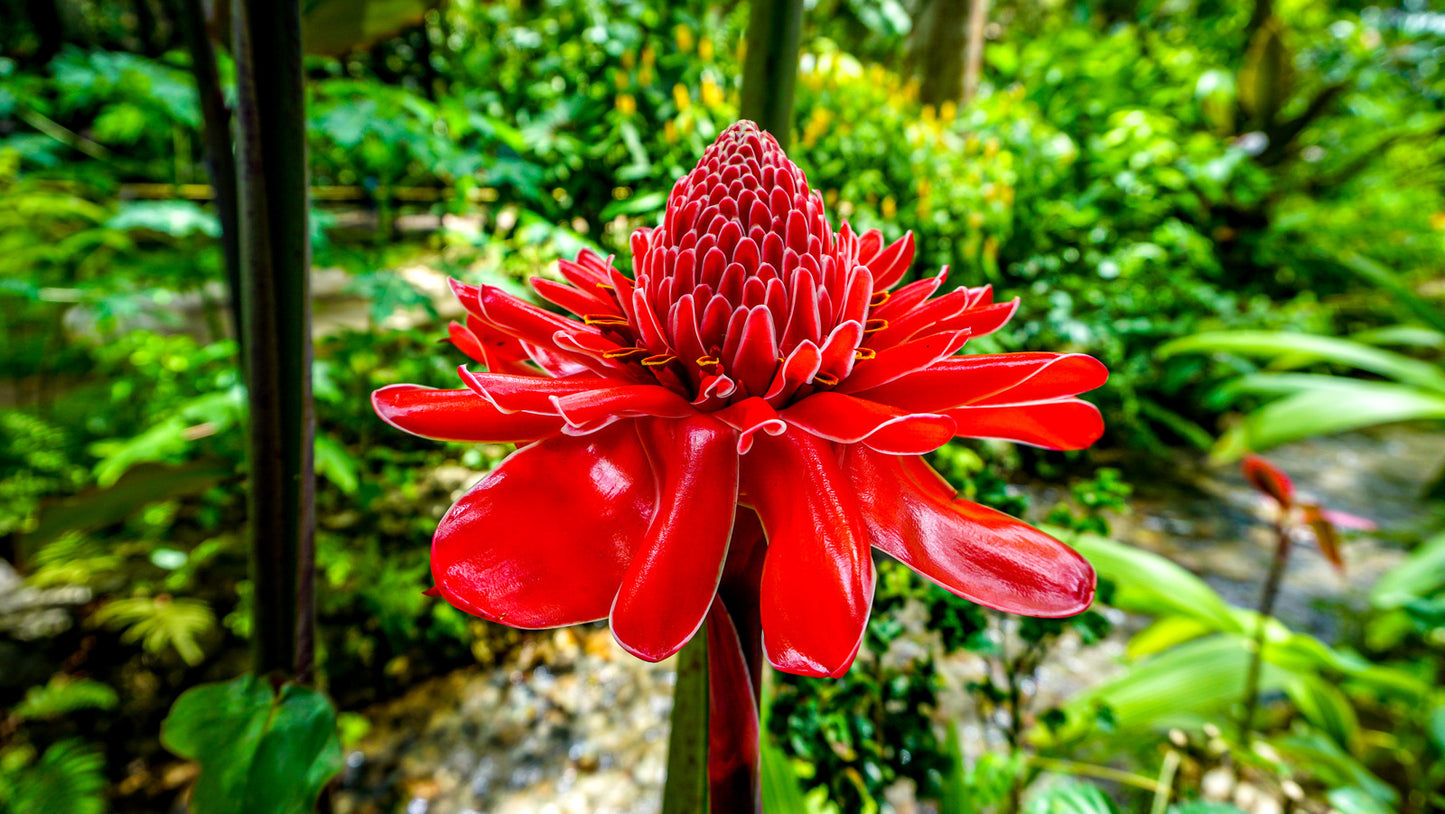 Red Torch Ginger Flower Seeds
