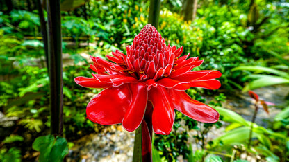 Red Torch Ginger Flower Seeds