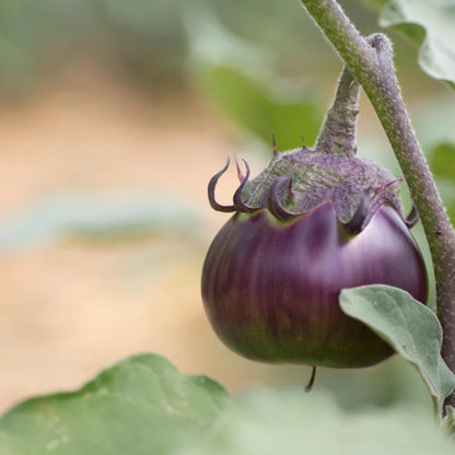 鴨日本のナス野菜の種