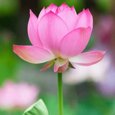 Pink Lotus Seeds (Sacred Pink Lotus) - Elegant Aquatic Flower for Garden Ponds