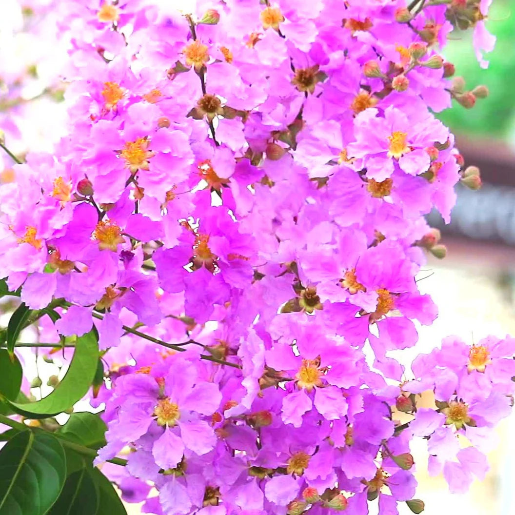 Lagerstroemia Speciosa Flower Seeds
