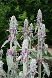 Lamb's Ear (Stachys byzantina) Seeds