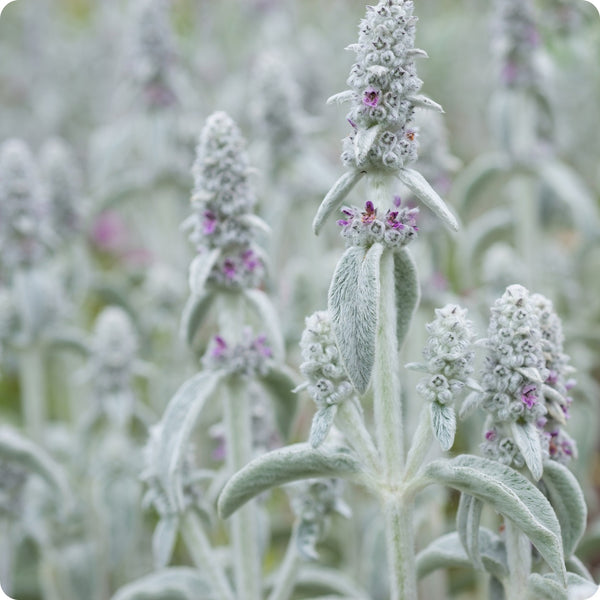 Lamb'S Ear Stachys Byzantina Seeds heirloom non-gmo organic garden seeds