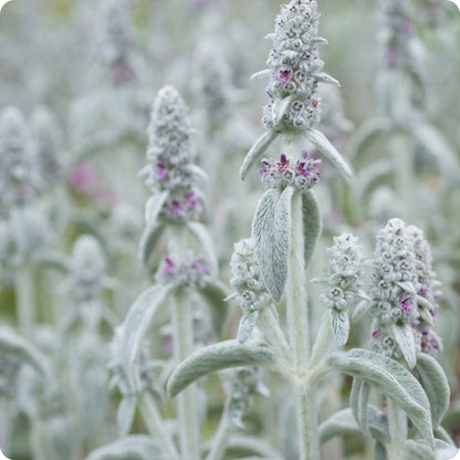 Lamb'S Ear Stachys Byzantina Seeds heirloom non-gmo organic garden seeds