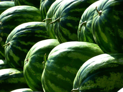 Vibrant Green Watermelon Seeds for Planting - Perfect for a Lush Garden