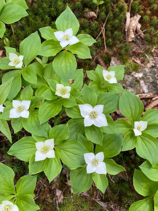 Bunchberry Flower seeds for Planting Shade Tolerant Heirloom & GMO Free Seeds for Home Garden 
 
 Sale for planting in home garden
