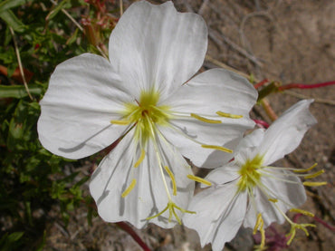 Pale Evening Primrose Flower Seeds