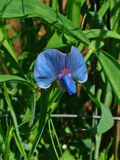 Grass Pea Herb Seeds