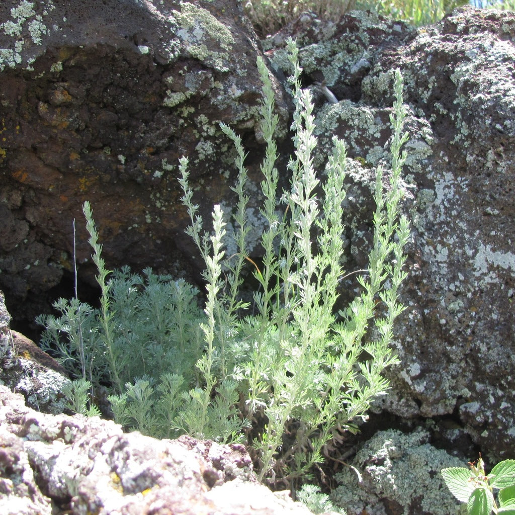Fringed Sagebrush Herb Seeds