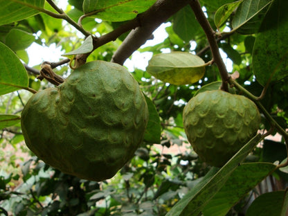 Cherimoya-Fruchtsamen