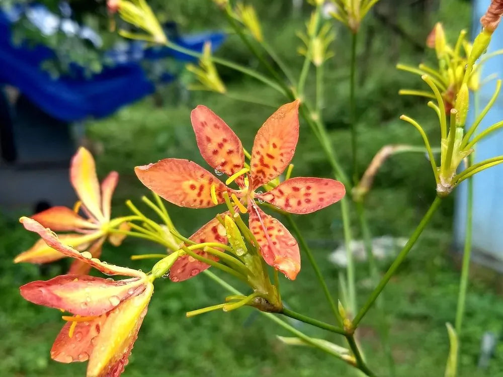 Leopard Lily Flower Seeds
