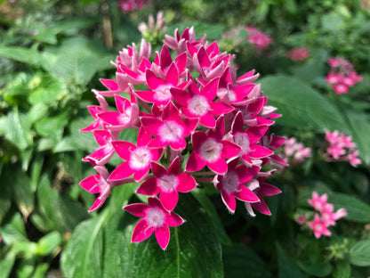 Egyptian Star Cluster Flower Seeds