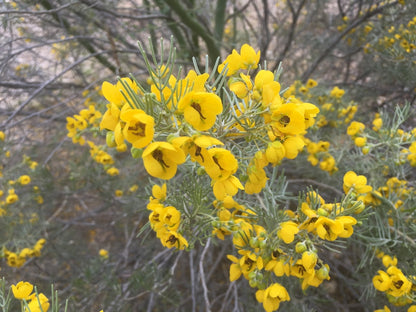 Feathery Cassia flower Seeds
