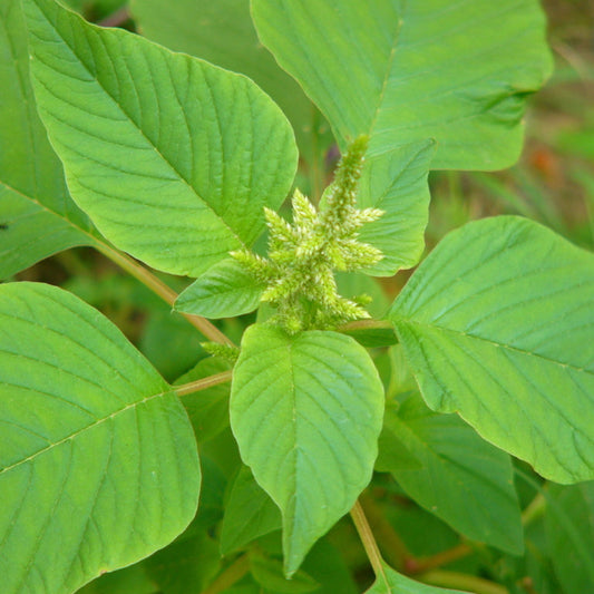 Amaranthus Viridis (Green Amaranth) Seeds - Nutritious Edible Leafy Green