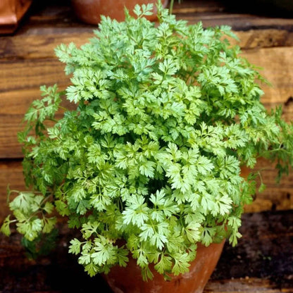 Winter Chervil Herb Seeds
