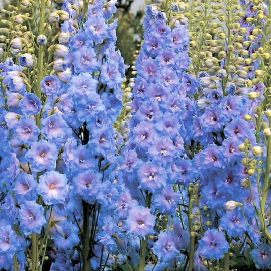 Rocket Larkspur Light Blue  Flower Seeds