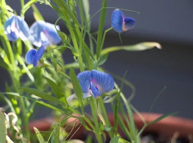 Grass Pea Herb Seeds