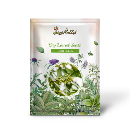 Bay Laurel Seeds for Culinary Planting