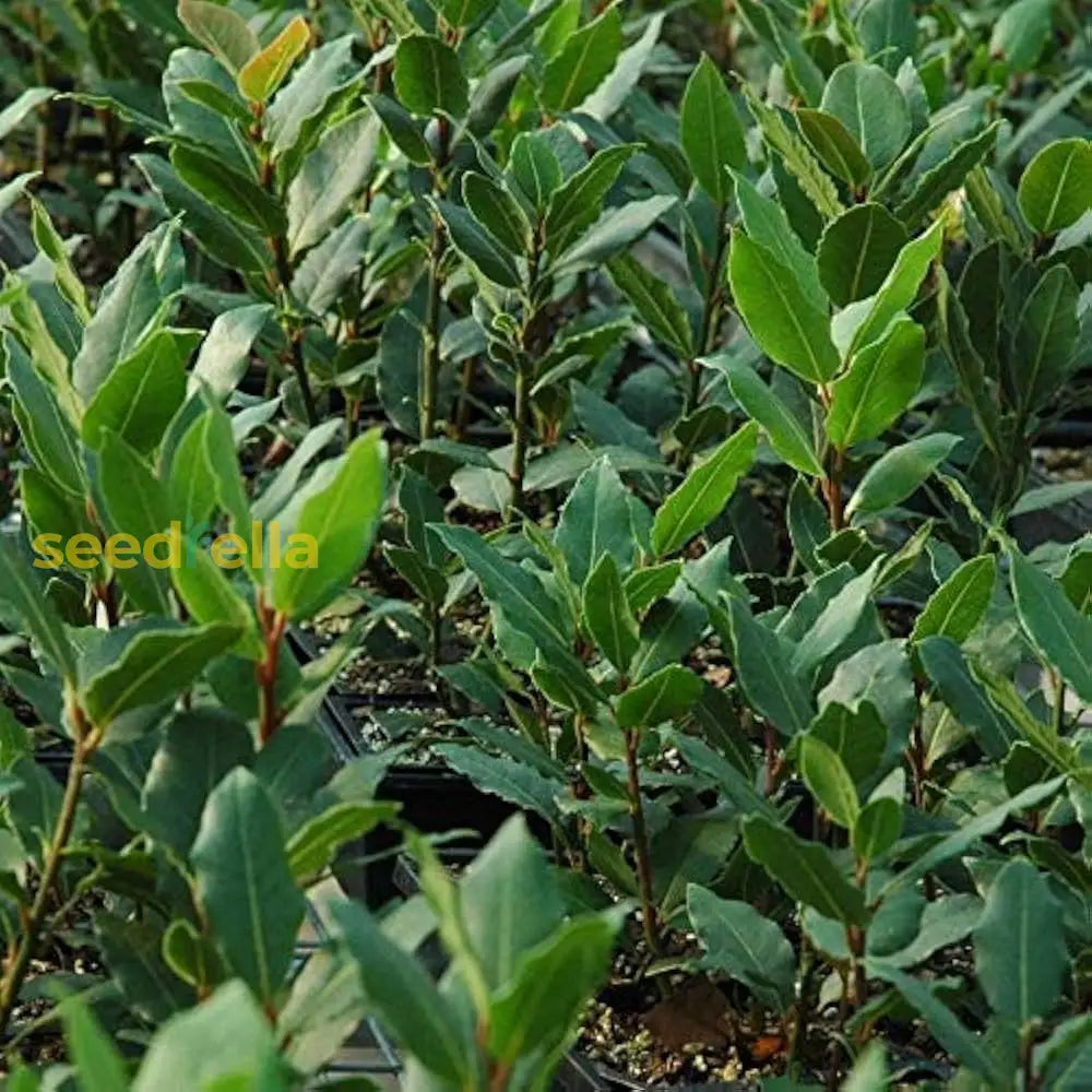 Laurus Nobilis Seeds For Planting Green Bay Laurel Plant heirloom non-gmo organic garden seeds