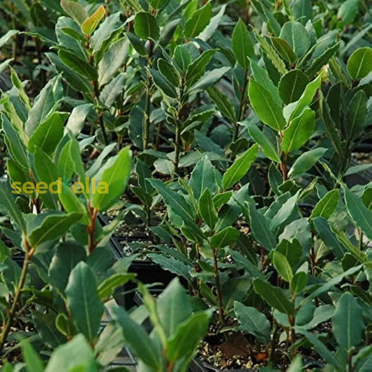 Laurus Nobilis Seeds For Planting Green Bay Laurel Plant heirloom non-gmo organic garden seeds
